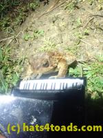 /home//u458753944/public_html/sourcegallery//////////Roxborough Toad Detour/2024/2024-04-01/P4011346.JPG